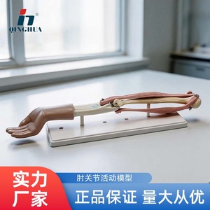 Modèle de mobilité de l'articulation du coude 33220 (modèle de biologie pour les collèges et lycées) - Instrument scientifique et éducatif - - Product Image 5
