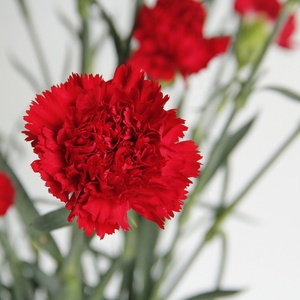 Flores de corte fresco a granel, plantas decorativas de Agricultura de China, flores de corte fresco, clavel rojo - Product Image 6