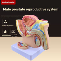 Modèle d'anatomie de la reproduction masculine pour le système urinaire Surface sagittale pelvienne Testiculaire Prostate Vessie Rectale Science médicale