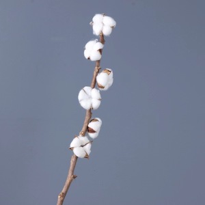 Branches naturelles de <span class=keywords><strong>coton</strong></span> <span class=keywords><strong>séchées</strong></span> fait à la main, vente en gros, 100g, pour décoration de maison, <span class=keywords><strong>bouquet</strong></span> de <span class=keywords><strong>fleurs</strong></span> <span class=keywords><strong>séchées</strong></span>, vente en gros - Product Image 5