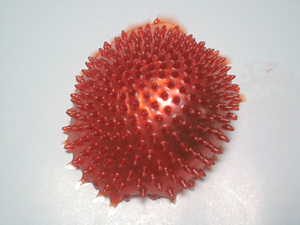 Giocattoli ad Acqua Appiccicosi, Palline <span class=keywords><strong>Splat</strong></span> per Giochi Antistress e Novità - Product Image 3