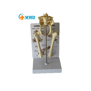 Modèle anatomique d'enseignement Yulin YL2-70009, modèle de la colonne vertébrale lombaire canine, ceinture vertébrale pelvienne, fémur, articulation lombaire canine, squelette - Product Image 1