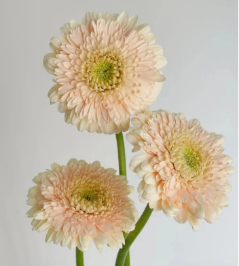 Base de plantación de flores frescas de Yunnan Flores decorativas al por mayor <span class=keywords><strong>Gerbera</strong></span> <span class=keywords><strong>Jamesonii</strong></span> - Product Image 5