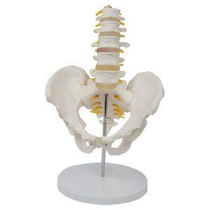 Vérètes lombaires sur mesure en 5 sections avec attaches du nerf pelvien, colonne lombaire humaine simulée, pour l'enseignement et la démonstration - Product Image 4