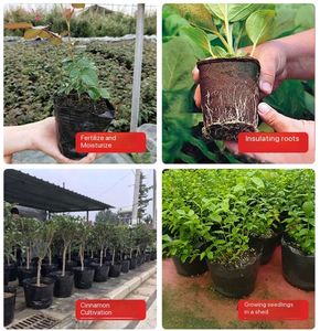 Pots de plantation noirs jetables pour semis d'<span class=keywords><strong>agrumes</strong></span>, de forme rectangulaire élancée, à ouverture épaissie et plus hauts, pour <span class=keywords><strong>pépinière</strong></span> domestique - Product Image 6