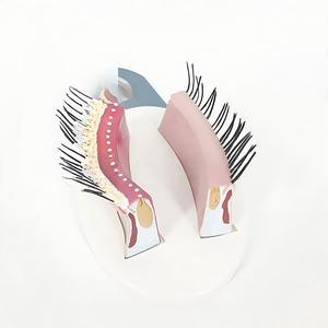 Modèle <span class=keywords><strong>d</strong></span>'anatomie des paupières - Modèle pédagogique du système sensoriel pour l'enseignement et la formation en <span class=keywords><strong>ophtalmologie</strong></span> - Product Image 2