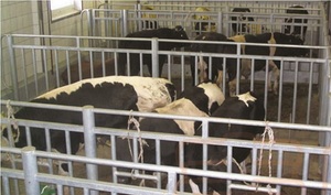 소 사체 무게 측정 펌프 2T 고생산성 호이스트 전기 저울 - Product Image 4