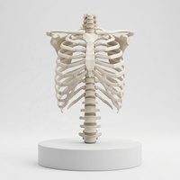 Modèle de squelette humain grandeur nature 180 cm pour l'enseignement de l'anatomie avec bras et jambes amovibles