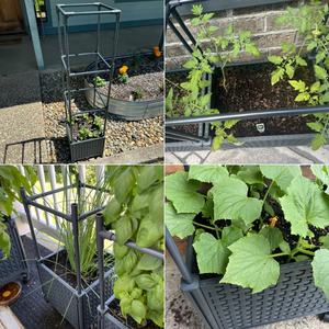 Venta caliente Guía vertical para plantar flores bastidores personalizados Tomate crecimiento vegetal jaula de escalada Caja de plantación móvil con ruedas - Product Image 5