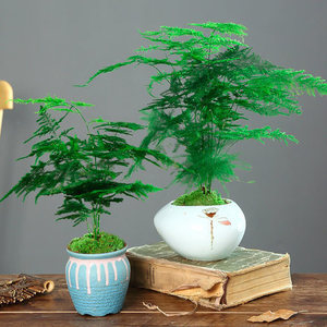 Plante artificielle de fougère asperge en pot pour décoration de bureau intérieure, style moderne et simple, en plastique - Product Image 1