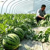 Film plastique agricole pour serre à conversion UV et à absorption de lumière pour la culture de fraises, tomates, raisins et melons