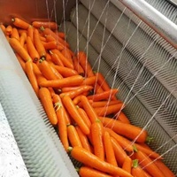 Machine de nettoyage de brosse de gingembre de laveuse de fruits automatique industrielle commerciale avec PLC et composants de noyau de moteur