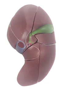 Segments hépatiques du cœur modèle 8 pièces