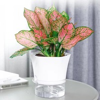 Pot de fleurs transparent à arrosage automatique, pot hexagonal pour plantes, jardinières en plastique, décoration pour la maison et le jardin