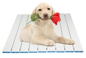 Tappetino di raffreddamento <span class=keywords><strong>per</strong></span> cani da compagnia tappetino <span class=keywords><strong>per</strong></span> ghiaccio estivo in metallo in alluminio <span class=keywords><strong>per</strong></span> animali domestici tappetino fresco <span class=keywords><strong>per</strong></span> animali domestici - Product Image 2