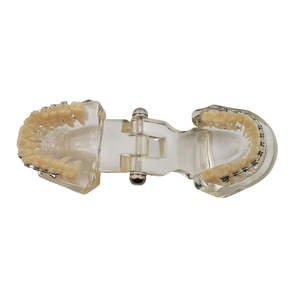 Modelo de Ortodoncia Typodont para Educación Dental con Brackets Metálicos y 28 Piezas Dentales - Product Image 3