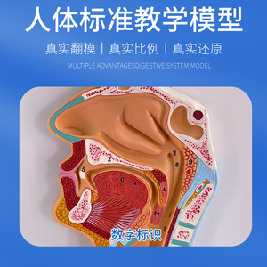 Modèles du système digestif humain : modèle du rectum, modèle de l'œsophage, modèle de la bouche, du nez, de la gorge, du ventre, modèle du côlon, modèle du foie - Product Image 5