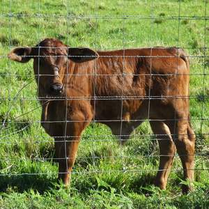 Advanced Weave Farm Enclosures DB 5x164 ft Long-Lasting Secure Galvanized Farm <b>Fence</b> <b>Protective</b> <b>Gear</b> - Product Image 3