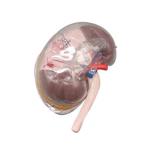 Segment rénal transparent (avec A) ZM1196 23*17*<span class=keywords><strong>12</strong></span> SMD143 - Product Image 2