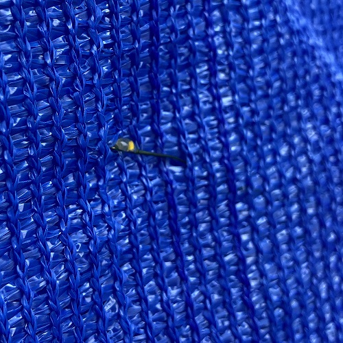 Bleu