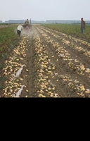 Cosechadora de Patatas Tipo Cadena Accionada por Tractor, Excavadora de Cultivos de Raíz de Una Hilera para la Cosecha de Batata, Cacahuete, Ajo y Jengibre