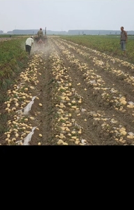 Raccoglitrice di patate <span class=keywords><strong>a</strong></span> catena azionata da trattore, scavatrice <span class=keywords><strong>a</strong></span> fila singola per la raccolta di patate dolci, arachidi, aglio e zenzero - Product Image 5