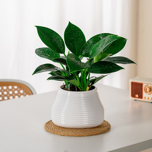 Pot <span class=keywords><strong>de</strong></span> fleurs <span class=keywords><strong>en</strong></span> plastique Meixuan, auto-absorbant, respirant, à transmission <span class=keywords><strong>de</strong></span> lumière, durable, pour la <span class=keywords><strong>culture</strong></span> hydroponique et le jardinage à domicile - Product Image 1