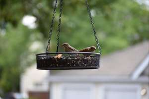 Подвесная кормушка для птиц, металлическая сетчатая кормушка для птиц, уличное садовое украшение для привлечения кормушки для птиц - Product Image 6