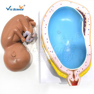 ชุดแบบจำลองการตั้งครรภ์ 9 แบบ สำหรับการศึกษาทางวิทยาศาสตร์การแพทย์  โครงสร้างพัฒนาการของทารกในครรภ์ในช่วงต่างๆ - Product Image 5