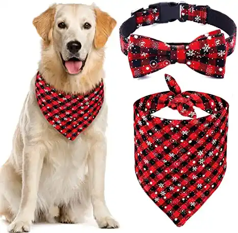 Boy Dog Collars: Custom & Personalized Collars
