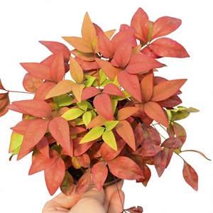 Bonsái Flame Nandina Ruby Lemon, Planta Perenne <span class=keywords><strong>Resistente</strong></span> al Frío para Interiores/Exteriores, <span class=keywords><strong>Resistente</strong></span> al Calor, con Hojas Rojas, para Decoración - Product Image 1
