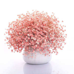 Origine des charmantes fleurs de gypsophile, idéales pour la décoration des jardins et des cours, ajoutez de l'élégance à votre jardin et à votre cour - Product Image 1