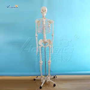Plastik Model Skeleton Manusia Ukuran Hidup 170 Cm Tubuh Manusia Anatomi Model Pengajaran