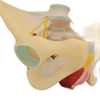 Pelvis modelo de estudio de biología de escuela secundaria personalizada con columna lumbar y femoral