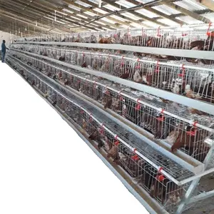 Volaille — maison de poulet pour réfrigérateur, cage de 200 poules avec mamelon, abreuvoir en plein air