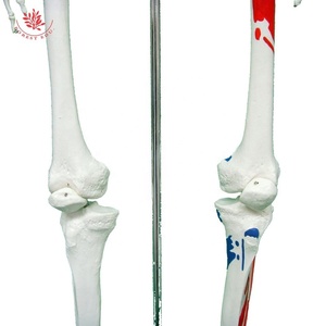 Mô hình bộ xương người thật frt002a W/nửa cơ thể màu cơ bắp bắt đầu và điểm kết thúc 176cm mô hình khoa học y tế - Product Image 3