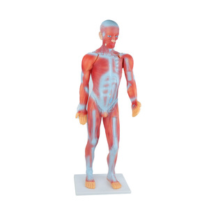Modèle de présentation médicale, modèle de démonstration en classe de biologie, matériel pédagogique, modèle musculaire du corps humain de 85 cm - Product Image 2