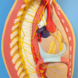 Mô hình cứu trợ hệ thống thần kinh tự trị của con người cho giảng dạy khoa học y tế tập trung vào hệ thống thần kinh giao cảm - Product Image 2