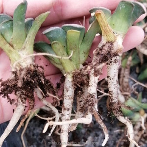 Commercio all'ingrosso di <span class=keywords><strong>piante</strong></span> succulente da interno <span class=keywords><strong>piante</strong></span> ornamentali <span class=keywords><strong>Haworthia</strong></span> - Product Image 3