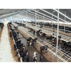 Structure en acier léger à faible coût, bâtiment préfabriqué pour chevaux/chèvres/moutons/bovins, bâtiment agricole, poulailler, hôtel, abri pour bétail - Product Image 6