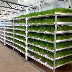 Sistema de Cultivo Hidropónico Comercial Skyplant para Producción de Forraje, Fábrica de Plantas para Cultivo de Cebada - Product Image 4