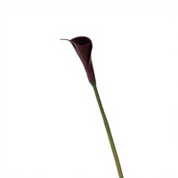 Bunga Calla Lily Putih Buatan PU Berkualitas Tinggi dengan Sentuhan Realistis untuk Dekorasi Meja Tengah, Pesta Pernikahan, dan Rumah