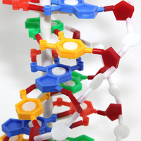 Modèle d'ADN pour les sciences médicales Modèle biologique de protéine génique Démonstration 60cm Grand modèle de professeur d'école en plastique à double hélice