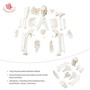 El esqueleto humano es una gran opción <span class=keywords><strong>para</strong></span> que el médico estudiante estudie el modelo de hueso desarticulado de cuerpo entero con vértebras y discos - Product Image 4