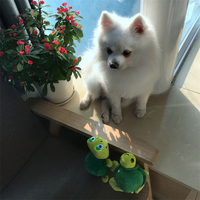Jouets en peluche pour événements promotionnels, Jouets en peluche en gros, Fournisseur de jouets en peluche conformes ASTM, Jouets en peluche Kawaii, Jouets en peluche de collection