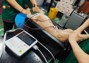 ECG Hewan Peliharaan Portabel 3 Kanal dengan Printer Terintegrasi, Layar Sentuh 7 Inci, 12-Lead untuk Penggunaan Medis - Product Image 6