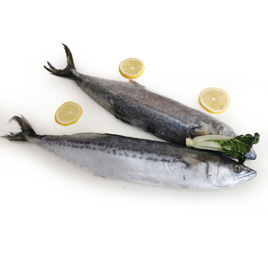<span class=keywords><strong>Maquereau</strong></span> du Pacifique congelé 100-200g, petits poissons HGT, provenant d'un fournisseur chinois - Product Image 1