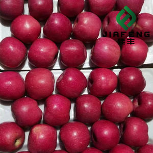 Mele Fuji Biologiche Fresche di Qualità Superiore, Opzioni All'Ingrosso, 0,15kg Grado A, Provenienti dallo Shandong, Durata di Conservazione 6 Mesi - Product Image 1