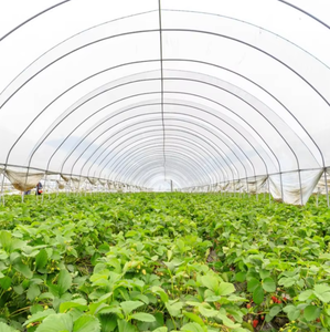 Lámina Transparente para Invernadero de 6MIL con Protección UV, Antipolvo, de Polietileno, para Agricultura, Jardinería y Cultivo - Product Image 6