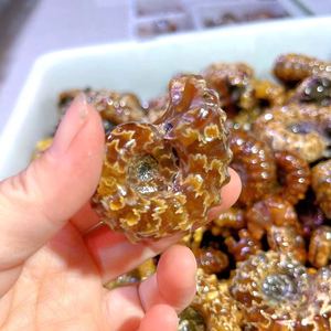 Doğal cilalı şifa taşı ev dekorasyon için amonyum krizantem salyangoz fosilleri taş fosil - Product Image 4